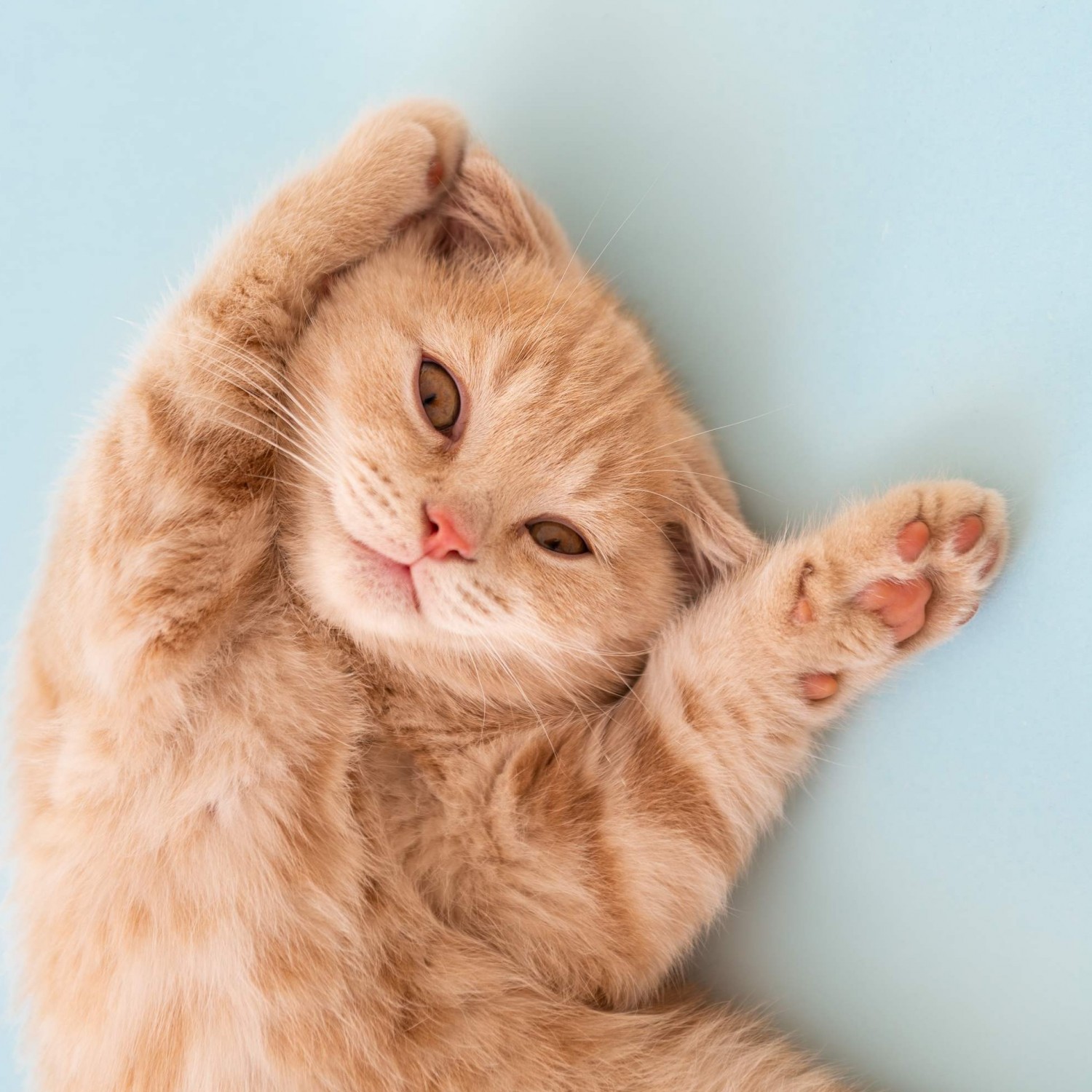 Cat stretching out