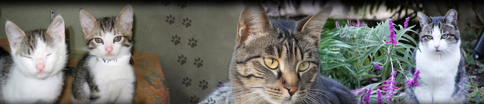 Header Image - Cats